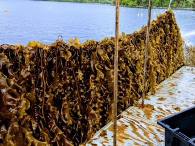 seaweed-farming4