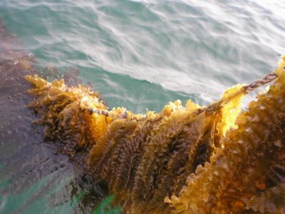 seaweedfarming1